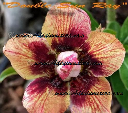 (image for) Adenium Obesum Double Sun Ray 5 Seeds - Click Image to Close